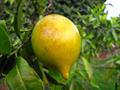 Pouteria caimito